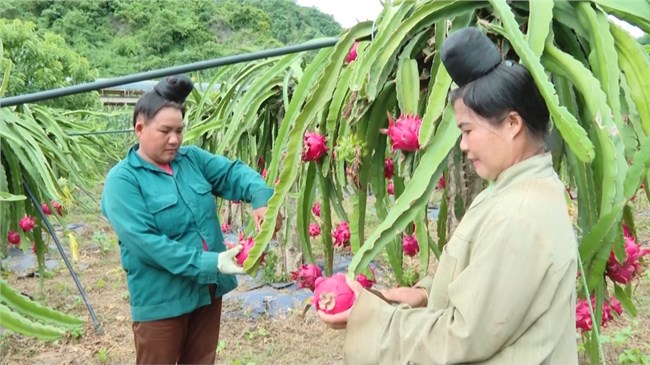 Hợp tác xã ở Sơn La chủ động tiêu thụ, xuất khẩu thanh long (16/07/2024)